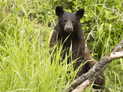 Black Bear
