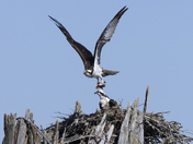 Ospreys