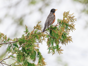 Robin on High