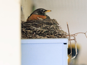 Robin and Hatchlings