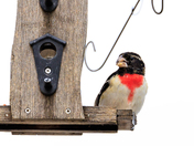 Red-breasted Grosbeak, Male