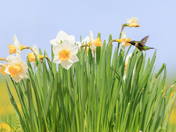 Ruby-throated Hummingbird at Daffodils