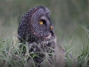 The Watchful Pause