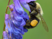 Neon sign to a Bumblebee.