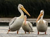 Bear Lake Pelicans