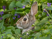 Eastern Cottontail