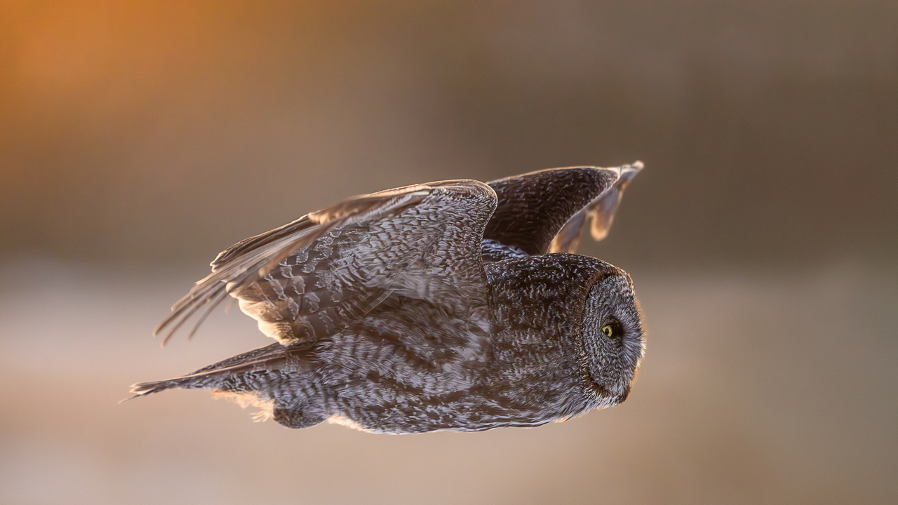 Fly by