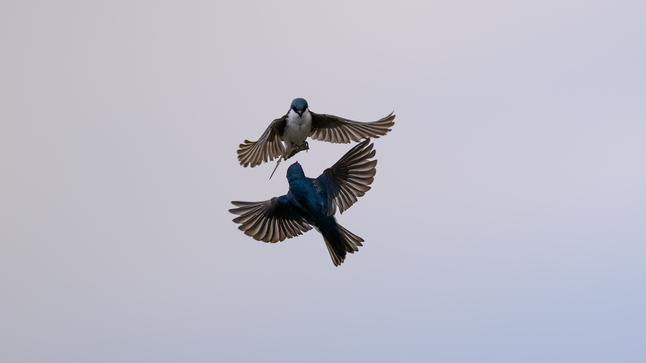 Dance in the air
