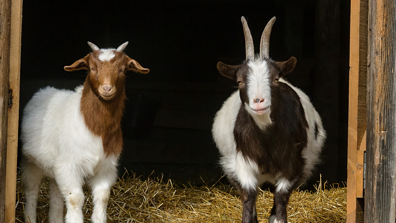 Pygmy Goats