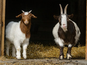 Pygmy Goats