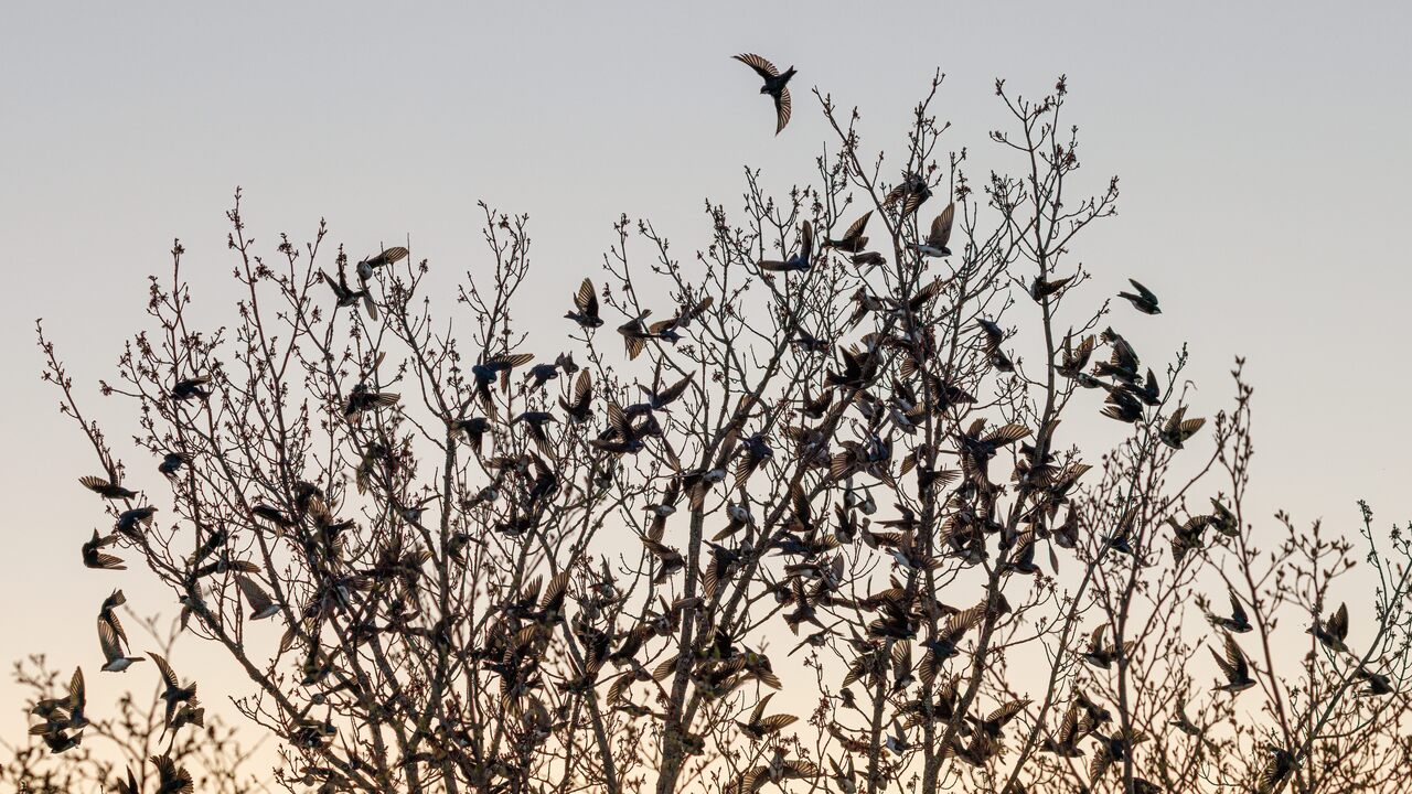 Les ailes du marais