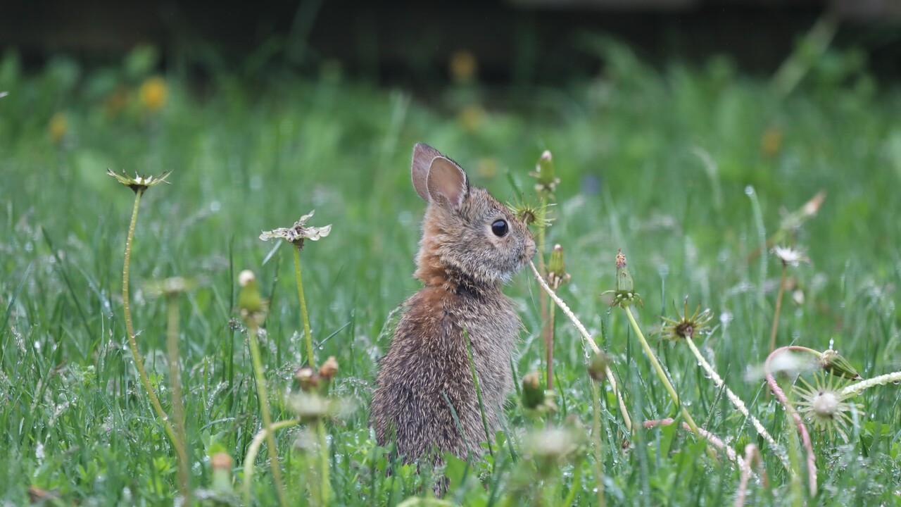 A New Visitor