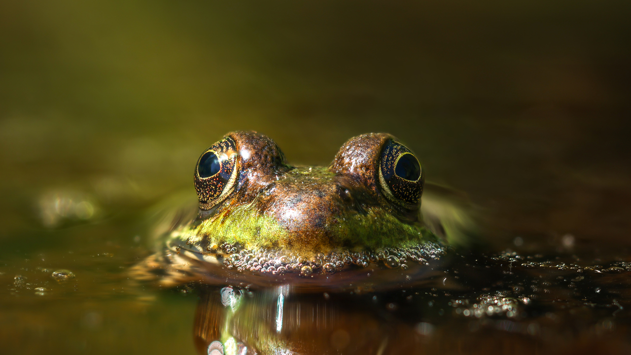 Camouflaged Frog