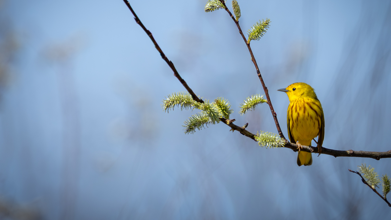 Pretty Yellow Warbler 