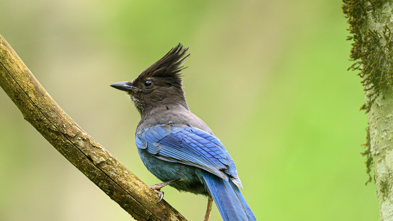 Steller's Jay