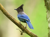 Steller's Jay