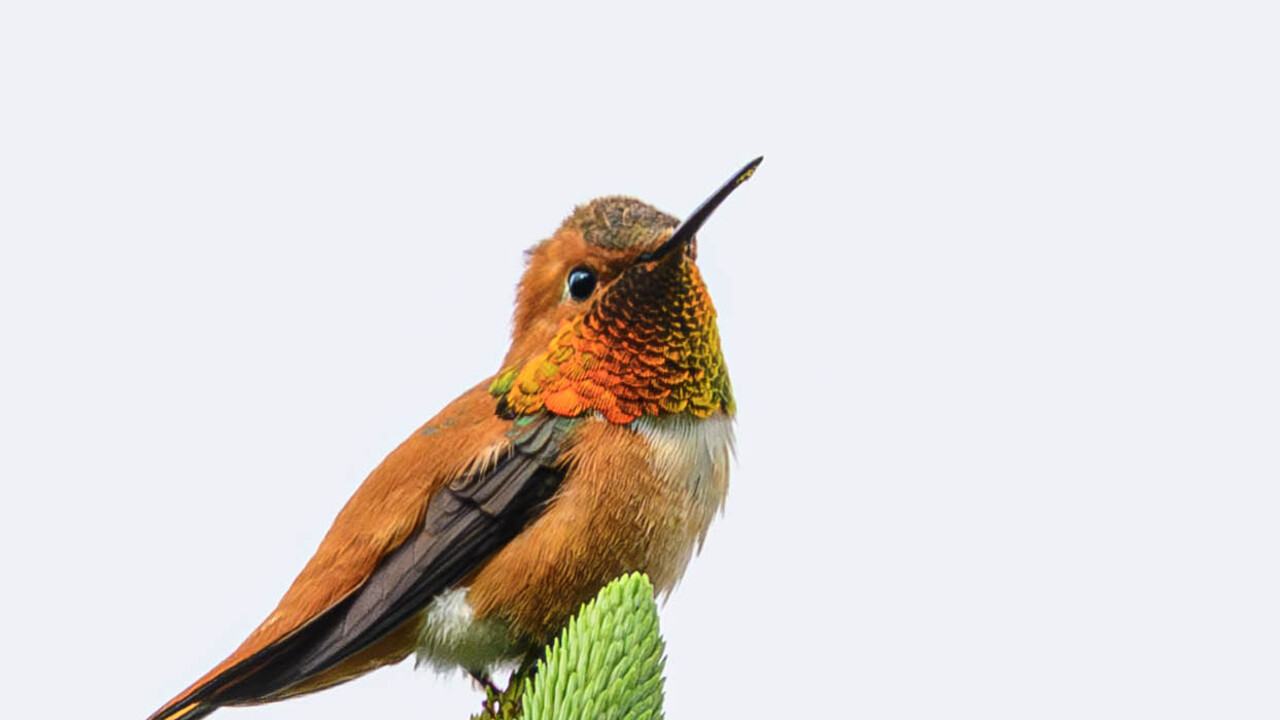 Rufous Hummingbird