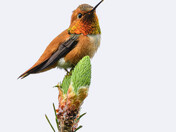 Rufous Hummingbird