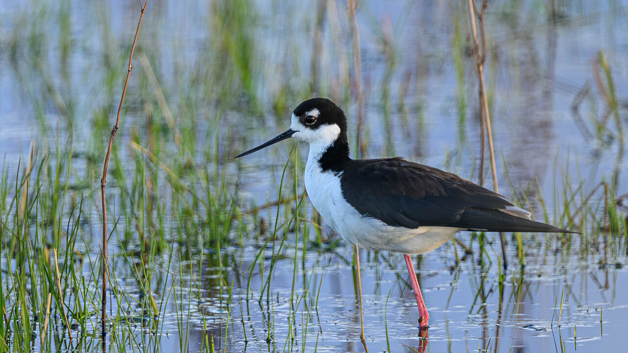 Black-Necked Stilt
