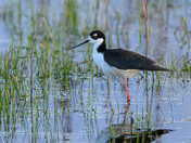 Black-Necked Stilt