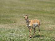 Pronghorn