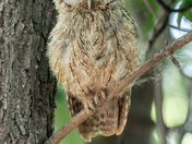 Eastern screech owl 