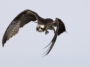 An Osprey