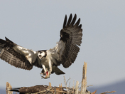 An Osprey