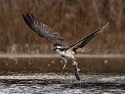 Osprey