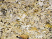 Dwarf Blue Leg Hermit Crab