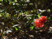 Camellia Japonica