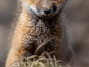 fox kits