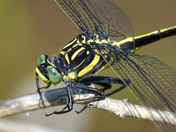  Yellow and Black Dragonfly with greenish eyes.