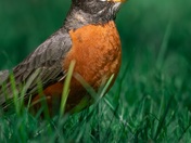 Robin up close