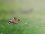 Chipmunk 