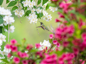 Hummingbird 