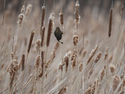 Red-winged Blackbird (female)