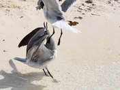 Laughing Gulls