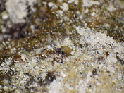 Blue Legged Hermit Crab
