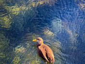 Drifting Duck