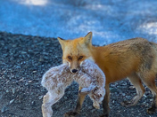 Red Fox