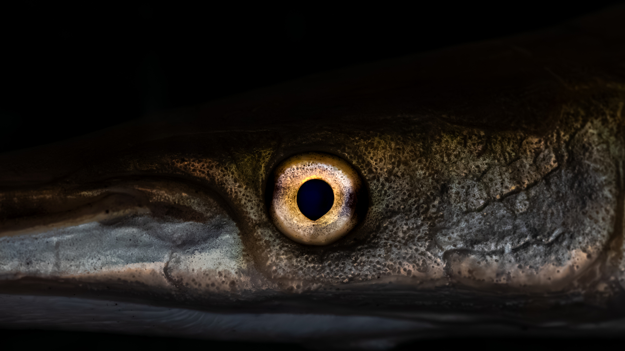 In the Eyes of the Gar