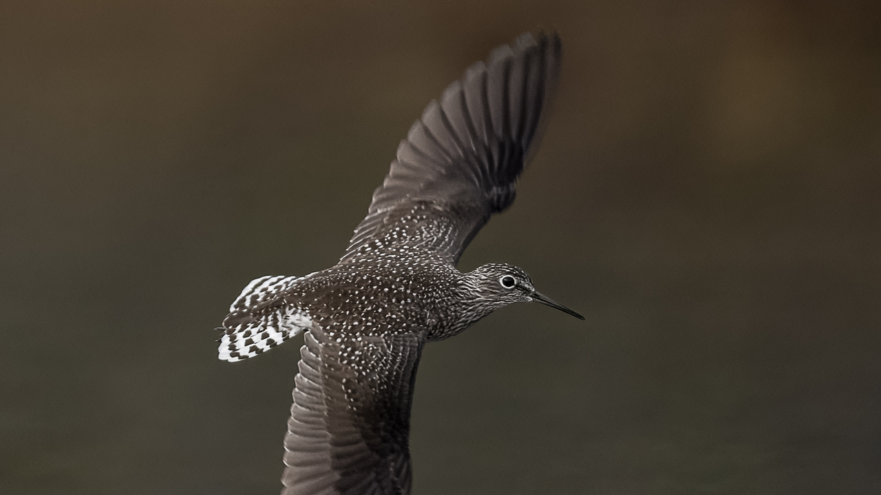 Solitary Sandpiper