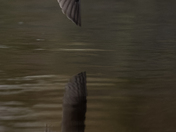Solitary Sandpiper