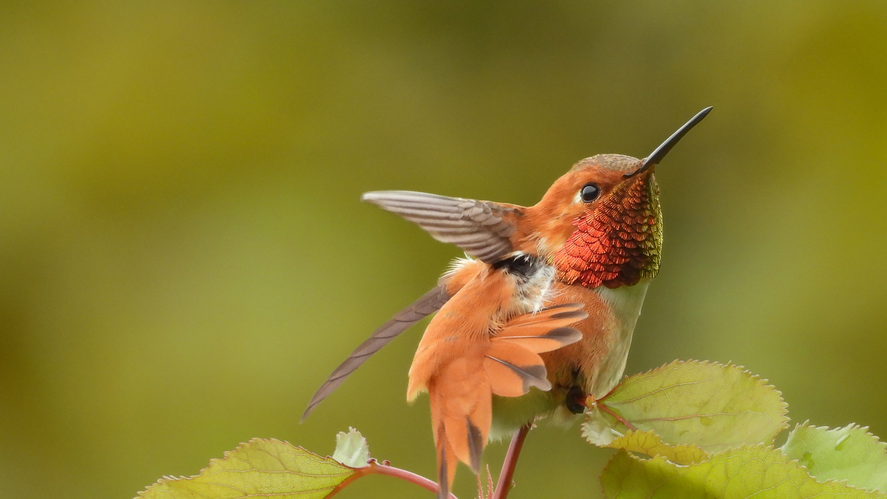 Copper and Crimson