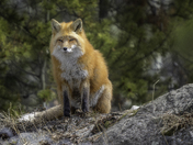 The Look Between Wild and Familiar