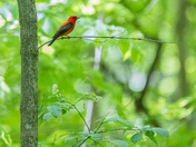 Scarlet in Forest