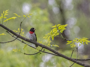 Rose-breasted Grosbeak