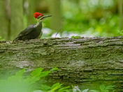 Pileated Woodpecker