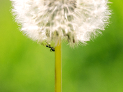 Ant’s Life